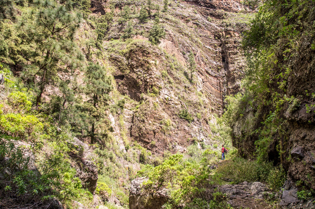 Green ravine in Anaga, Tenerife, with a hiker among the rocks and trees.