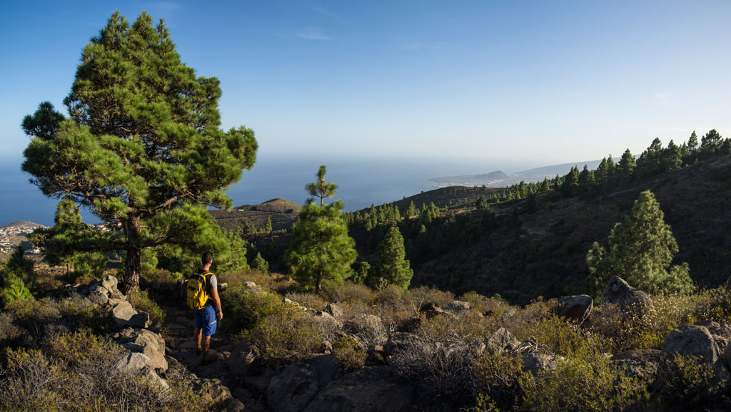 Hiker walking through a forest with sea views in Tenerife.
