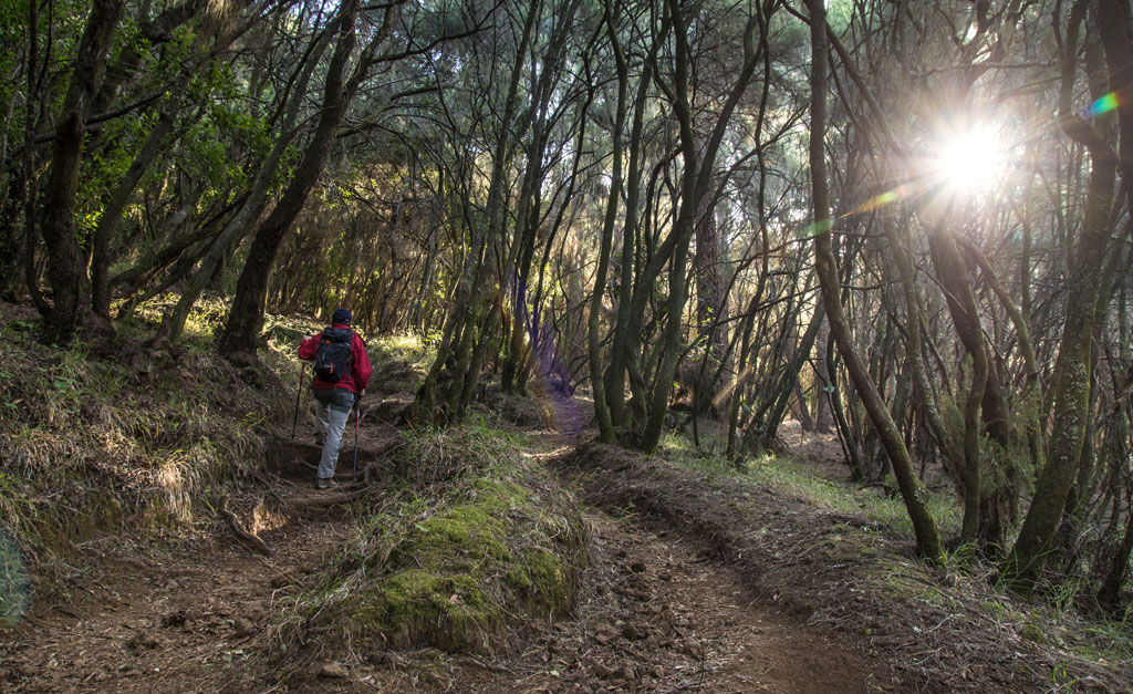 Person walking on a wooded path in Tenerife under the sunlight.