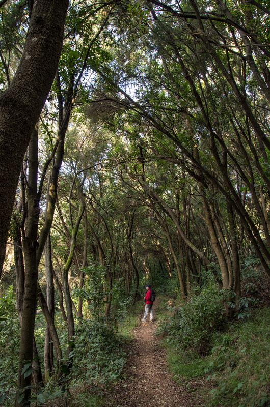 Wooded trail in La Laguna, Tenerife, with person walking among tall trees.