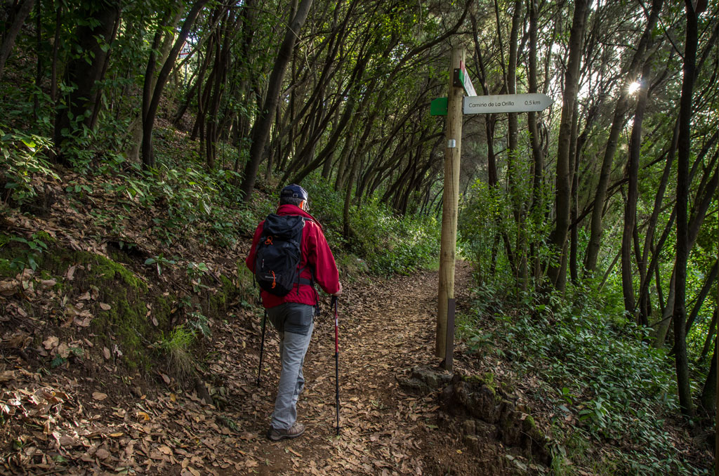 Person walking on forest trail towards Camino de La Orilla in Tenerife.
