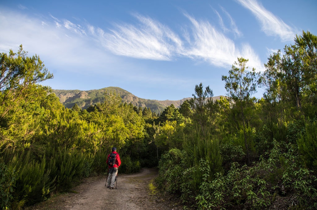 Person walking on green path with mountains in the background in Tenerife.