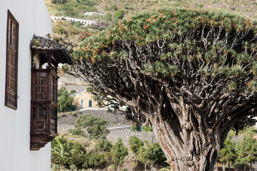 Thousand-year-old dragon tree next to a traditional house in Icod de los Vinos, Tenerife.