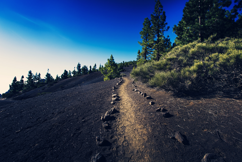 sandy path among pine trees in Tenerife under blue skies
