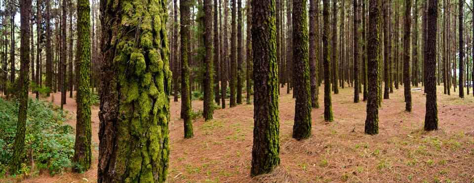 El árbol más gordo de todos