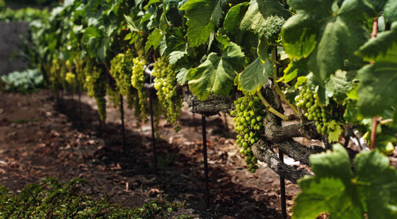 Tierra de Contrastes