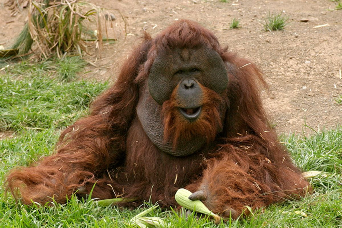 Orangutan resting on the grass at Loro Parque, Tenerife.