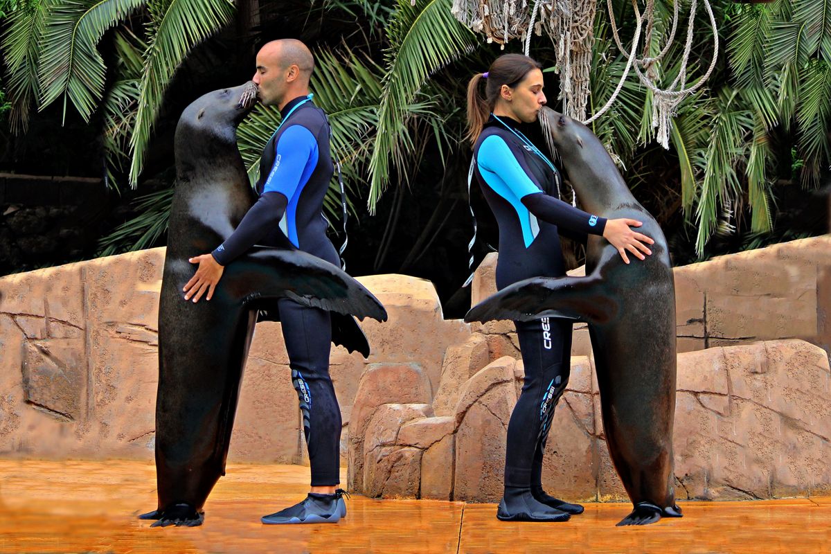 Two people in wetsuits hugging and kissing sea lions in Tenerife.