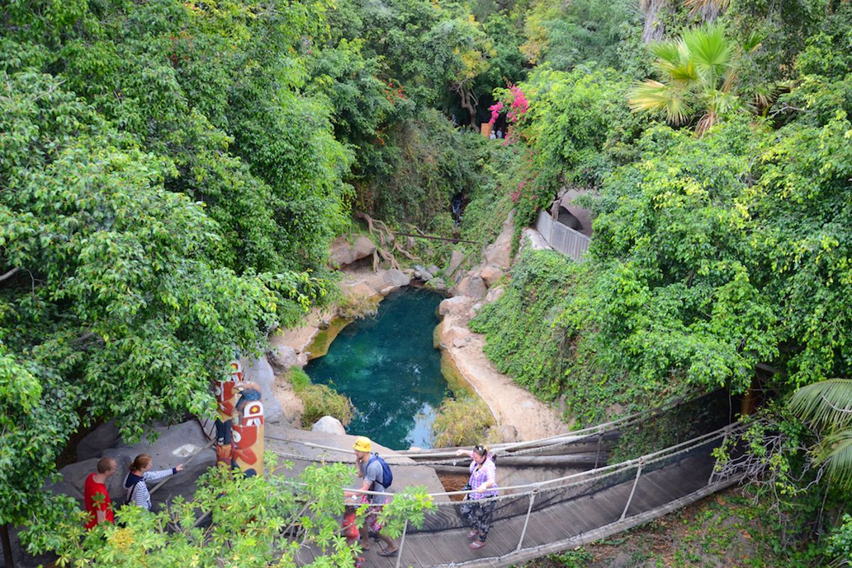 Suspension bridge over a pond surrounded by vegetation in Tenerife.
