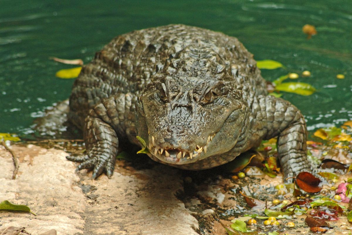 Crocodile resting on the shore of a pond in Tenerife.