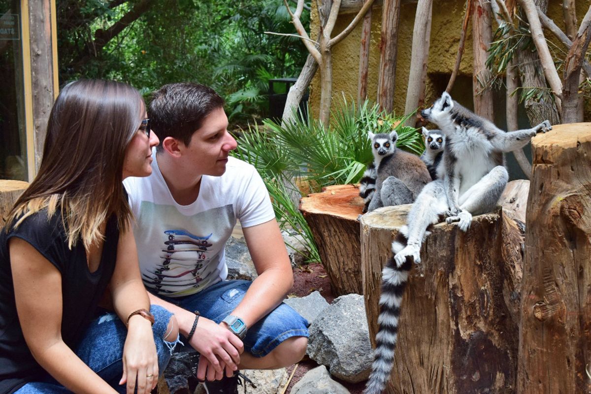 People observing lemurs in a natural environment in Tenerife.