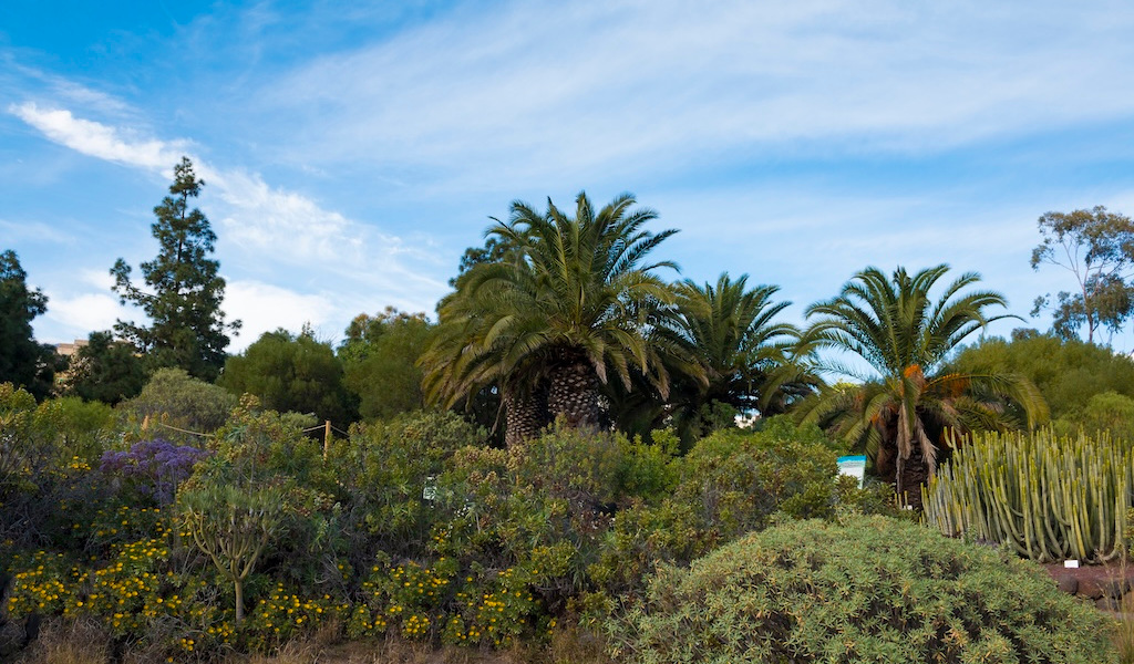Palm trees and cacti in Tenerife's botanical garden under a blue sky.