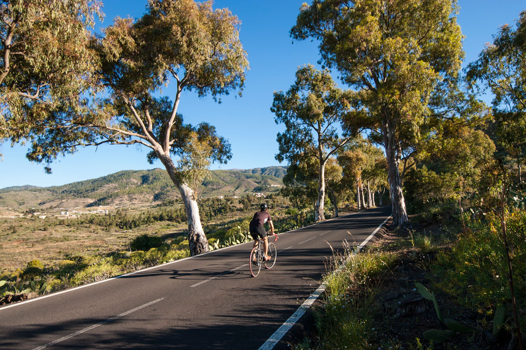 Cyclist on road surrounded by trees in Tenerife.