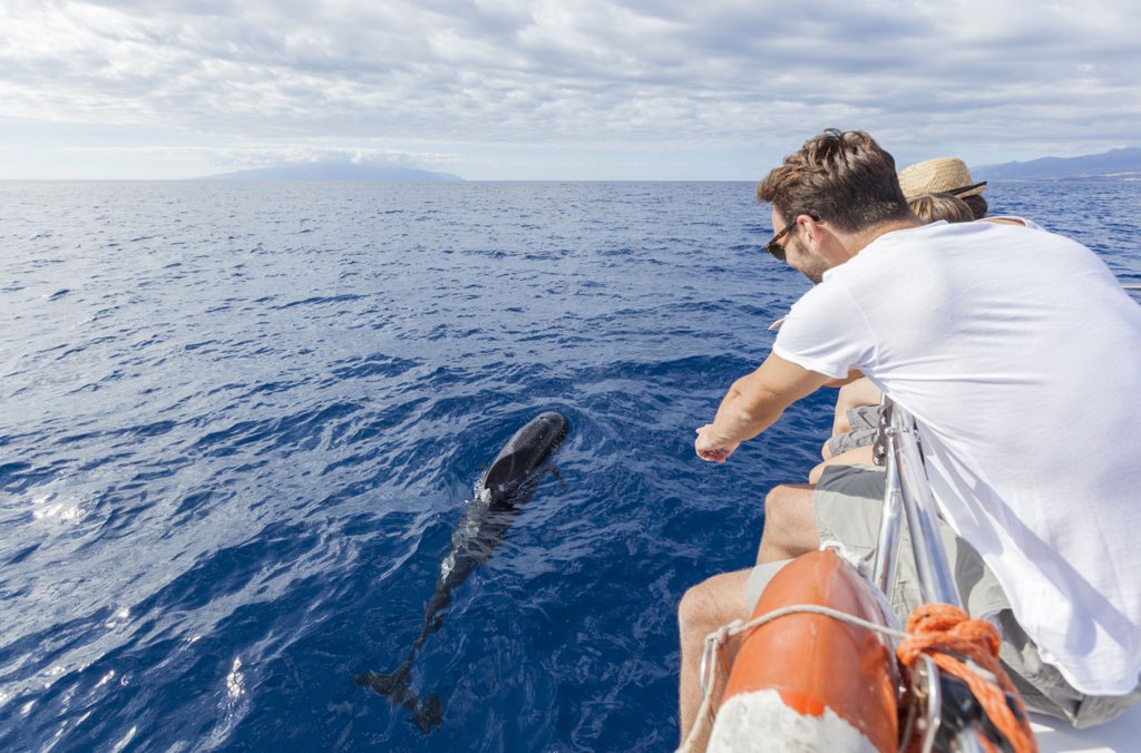 Person watching a dolphin from a boat in the sea near Tenerife.