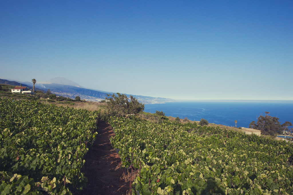 Vineyards in Tenerife overlooking the ocean and the Teide in the background.