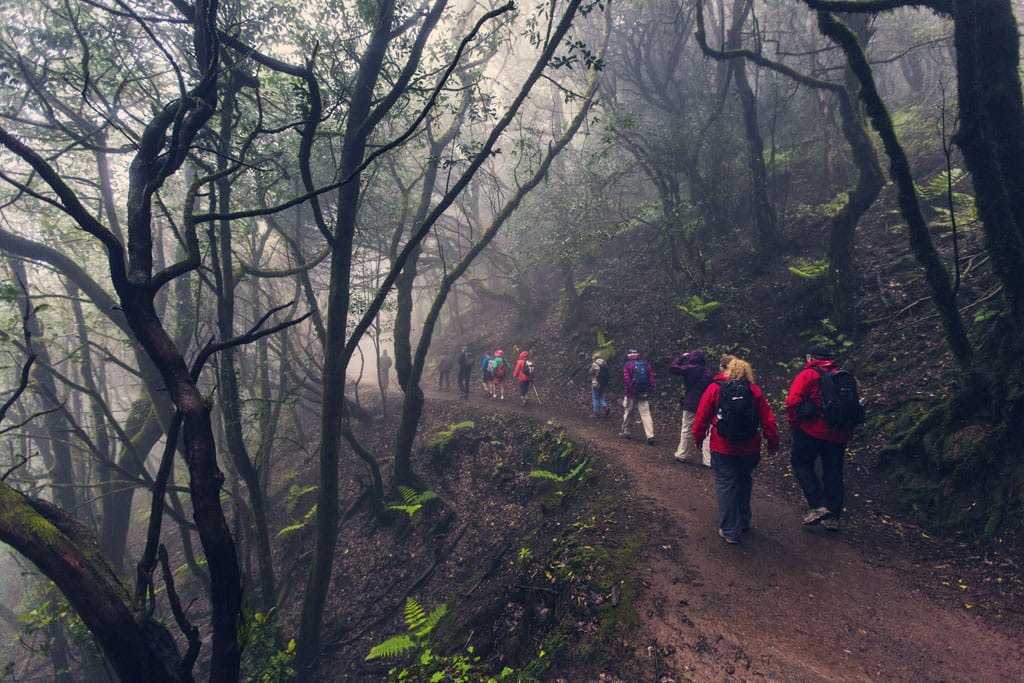 People walking along a wooded path in Anaga, Tenerife.