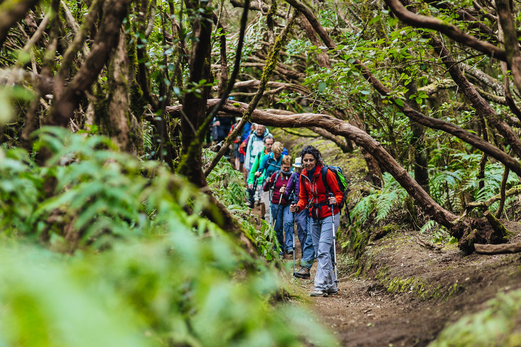 Hikers walking through a green forest in Anaga, Tenerife.