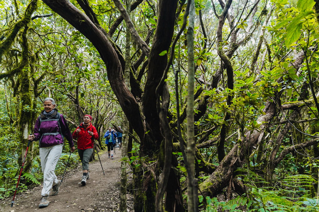 Hikers in a laurel forest in Tenerife, surrounded by trees and dense vegetation.