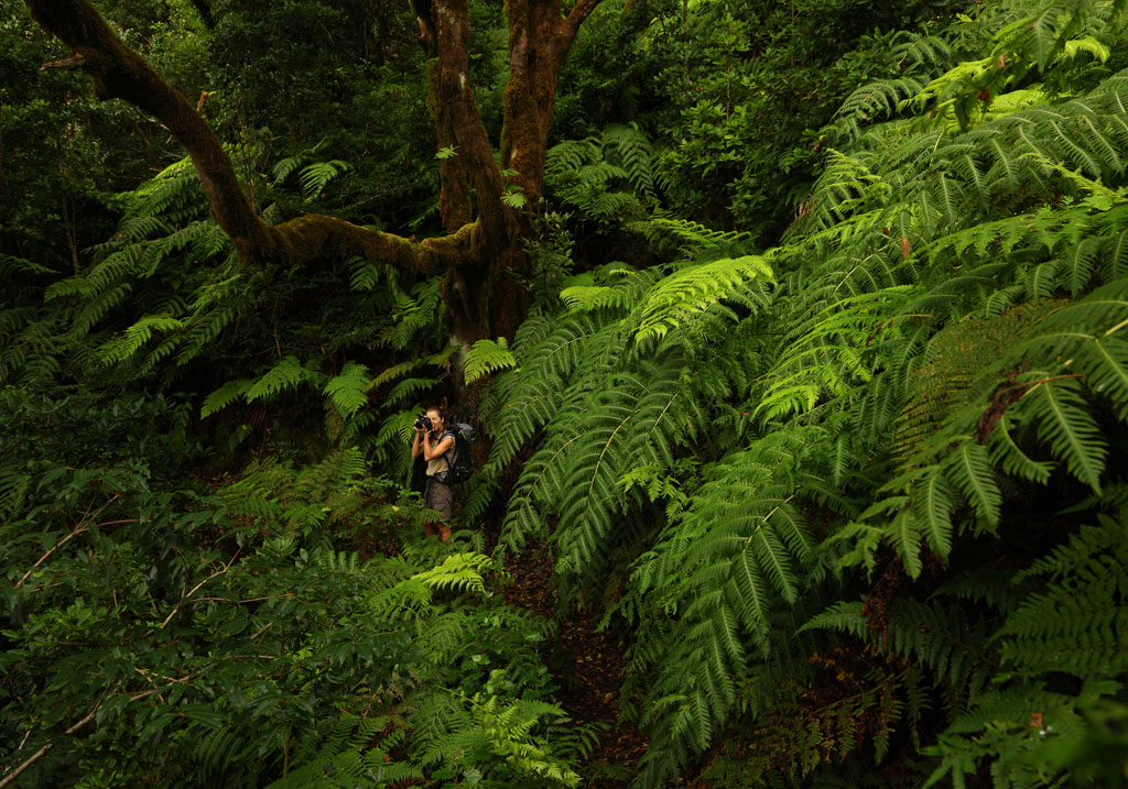 Person photographing ferns in a forest in Tenerife.
