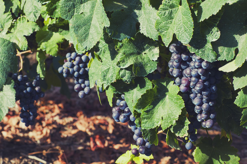 Bunches of ripe grapes in a vineyard in Tenerife.