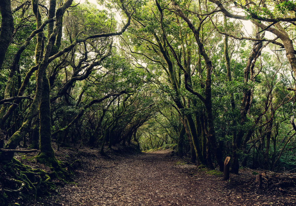 Trail surrounded by trees in a forest in Anaga, Tenerife.