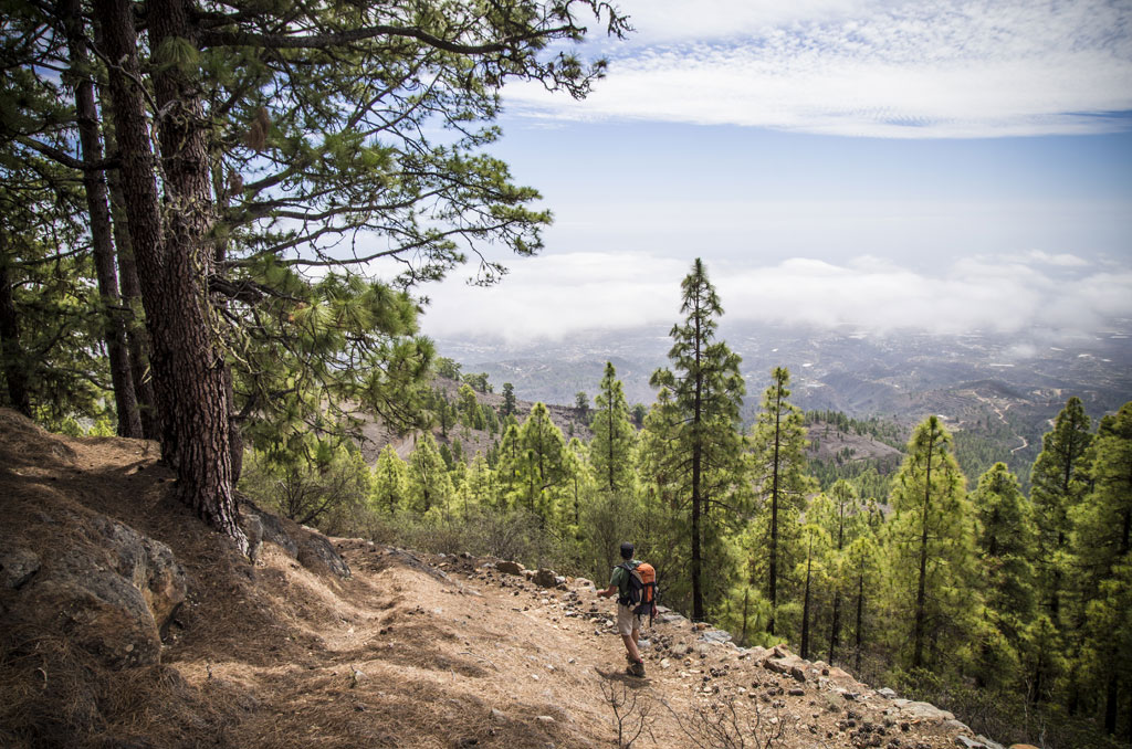 Person walking along a forest trail in Tenerife, surrounded by pine trees and views of the horizon.