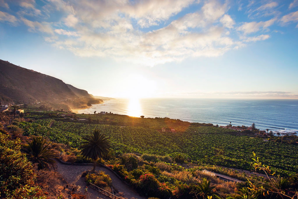 Sunset over banana plantations by the sea in Tenerife.