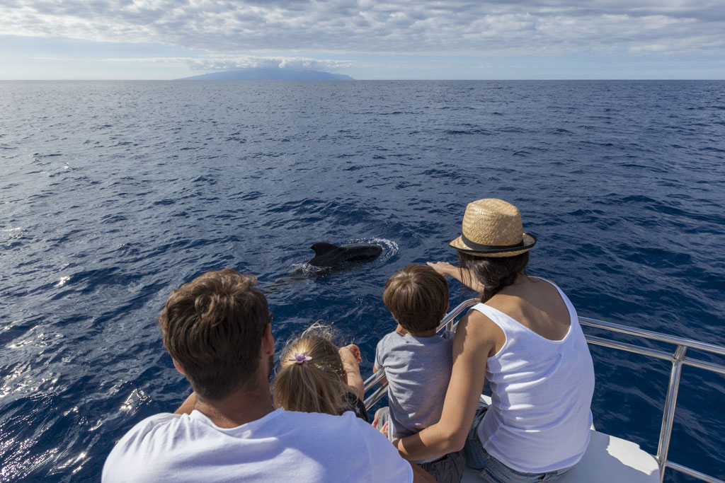 Family watching dolphins in the sea near Tenerife from a boat.