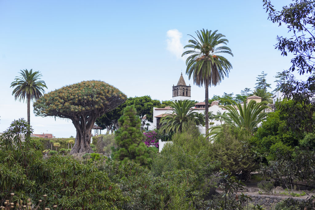 Ancient dragon tree and palm trees in Icod de los Vinos, Tenerife, with church in the background.