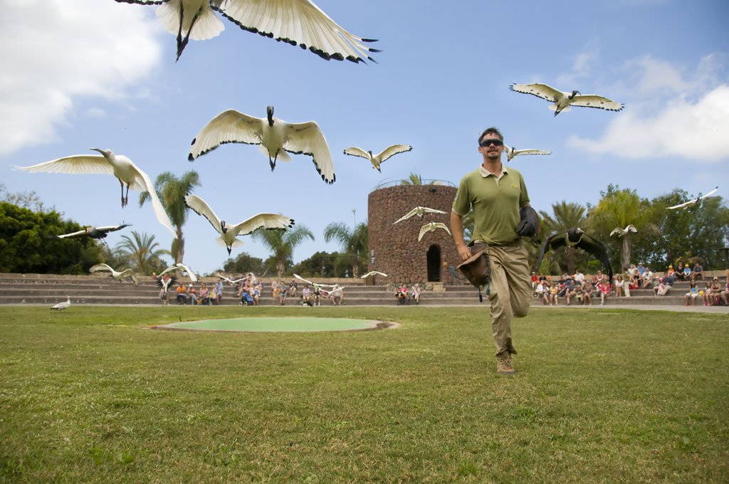 Person walking in a park in Tenerife surrounded by birds flying.