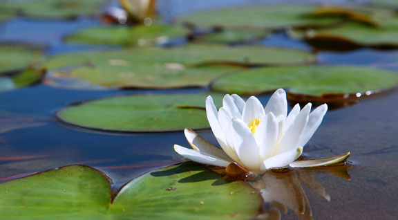 Terapias alternativas