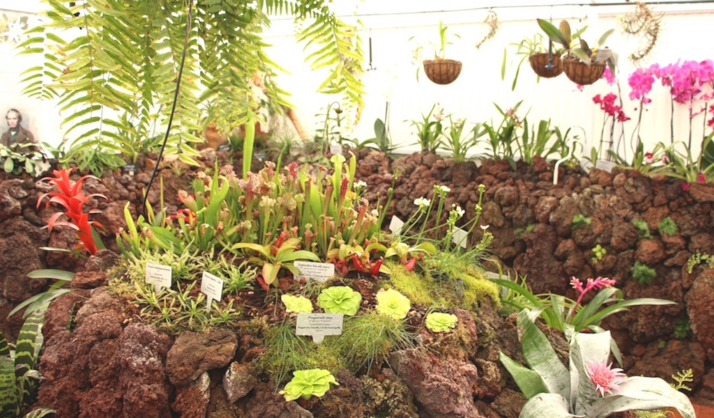 Tropical plants on display with labels in Tenerife greenhouse.