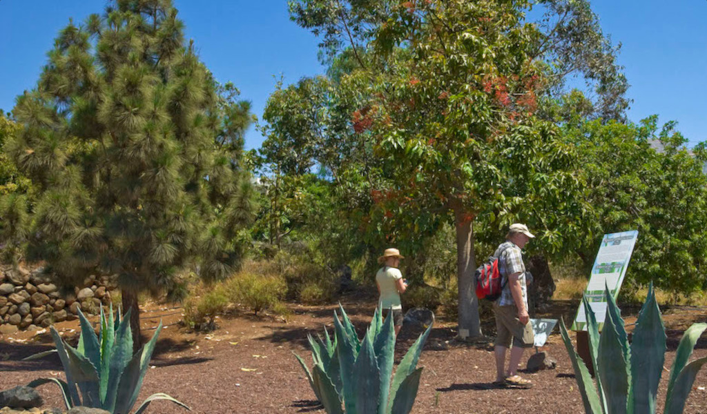 People walking among trees and plants on a path in Tenerife.