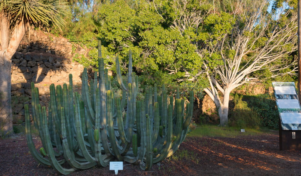 Cacti and vegetation in gardens in Puerto de la Cruz, Tenerife.