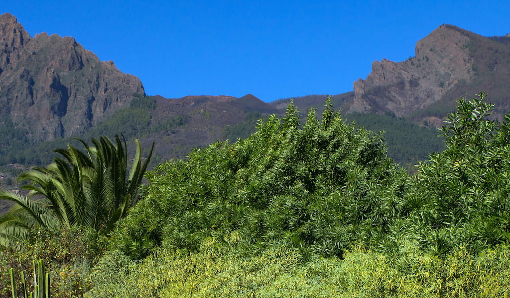 Mountains and vegetation in Tenerife under a clear blue sky.