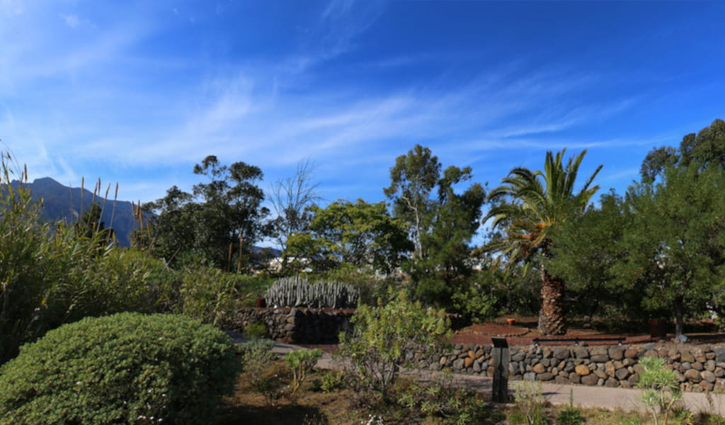 Garden with palm trees and shrubs in Tenerife under blue skies.