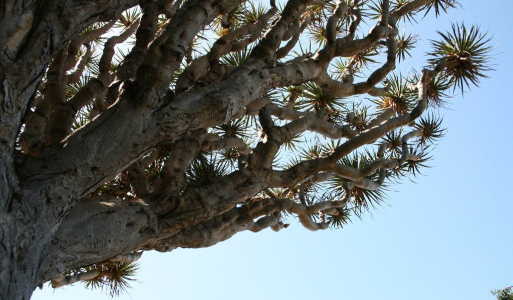 Dragon tree under the blue sky in Tenerife.