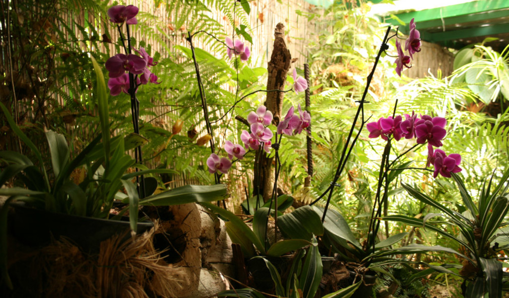 Purple orchids among ferns in a garden in Tenerife.
