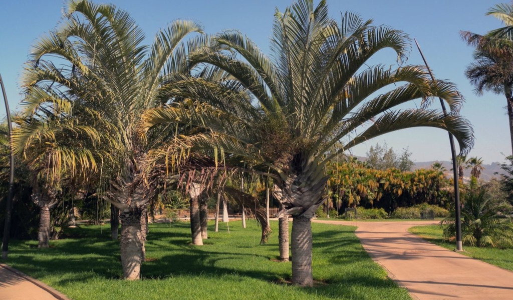 Palm trees in a garden in García Sanabria Park in Tenerife.