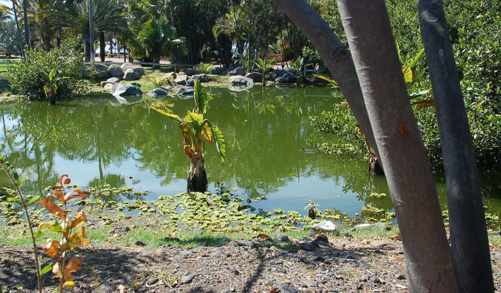 Pond surrounded by trees in a park in Tenerife.