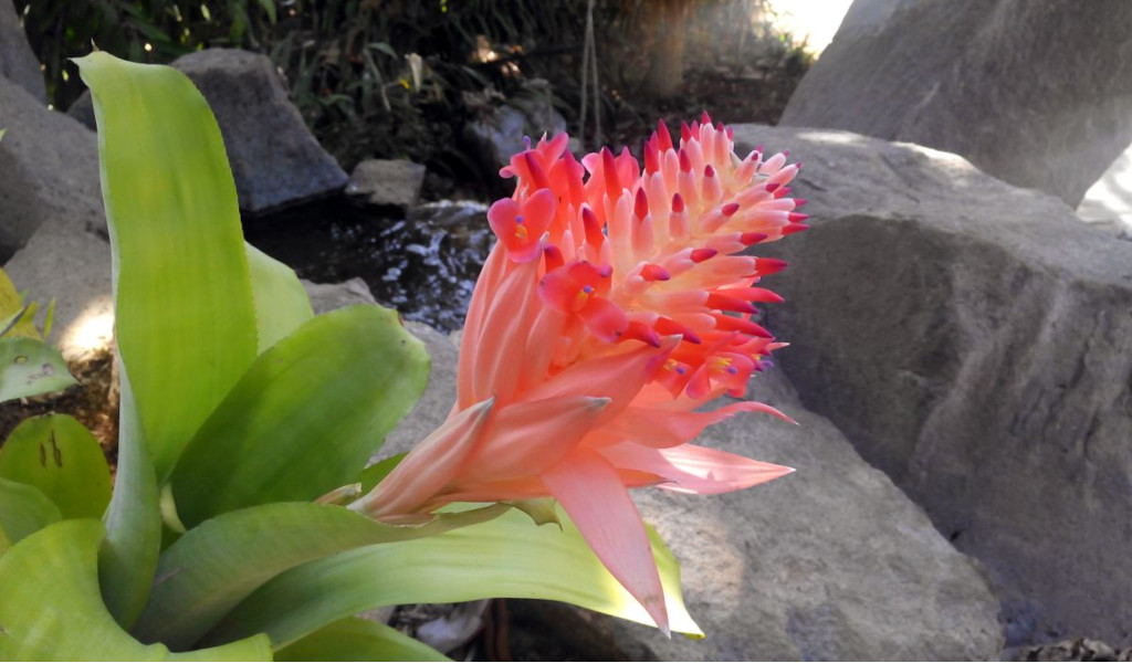 Pink bromeliad flower in rocky garden in Tenerife.