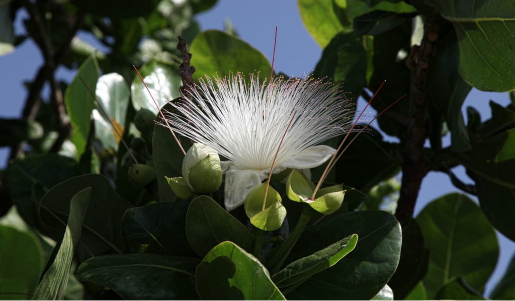 White flower with long stamens and green leaves on a tree in Tenerife.