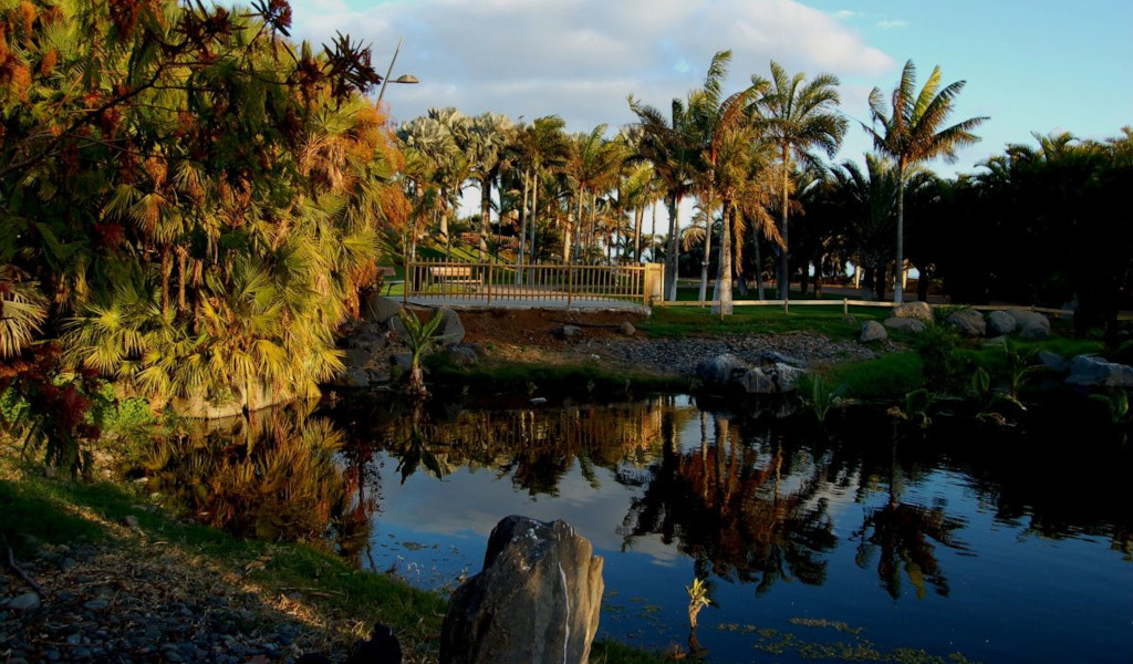 Palm trees next to a pond in a park in Tenerife.
