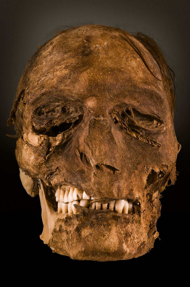 Skull on display in a museum in Tenerife.