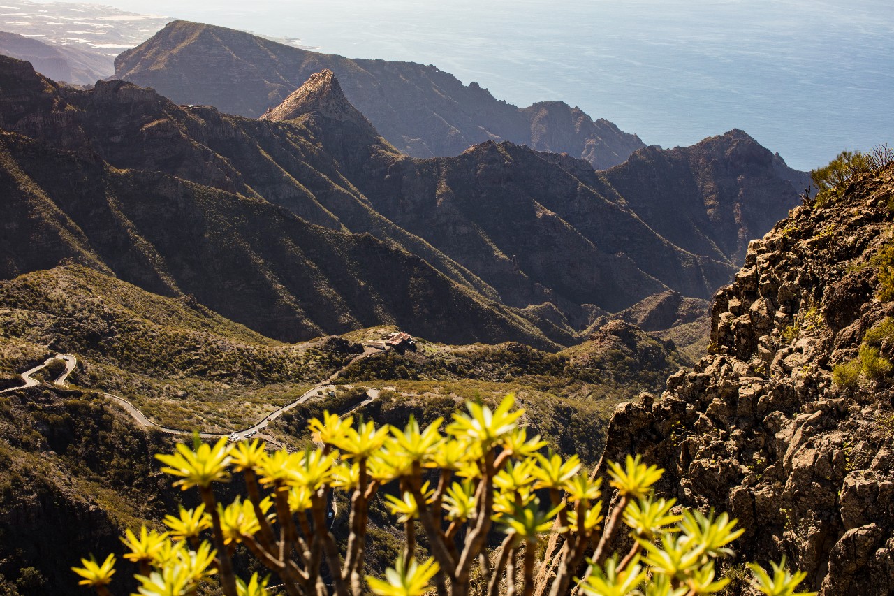 Panoramic view of the mountain in Tenerife, with winding road and flowers in the foreground.