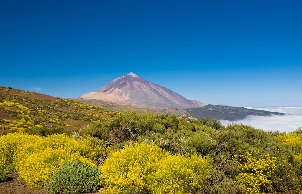 Teide volcano in Tenerife with yellow bushes in the foreground.