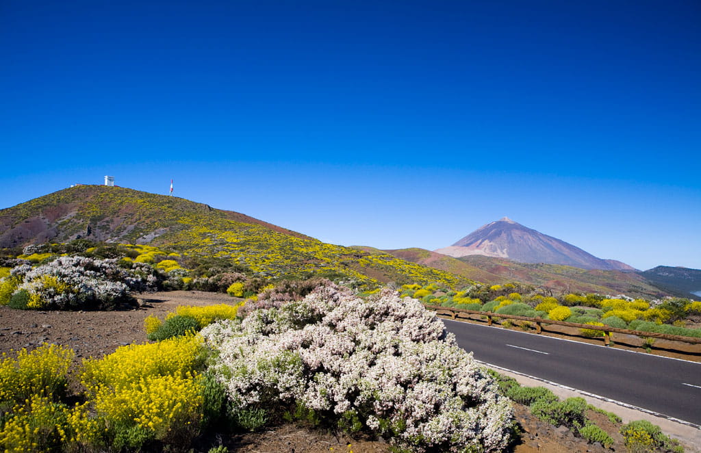 Road surrounded by vegetation with Mount Teide in the background in Tenerife.