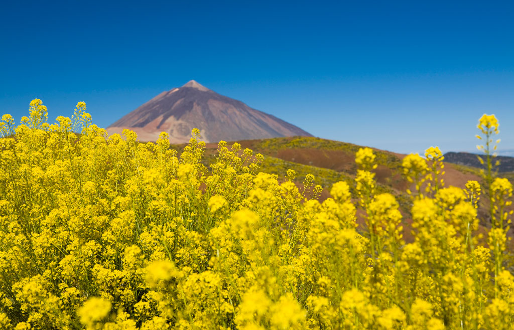 Yellow flowers with the Teide volcano in the background in Tenerife.