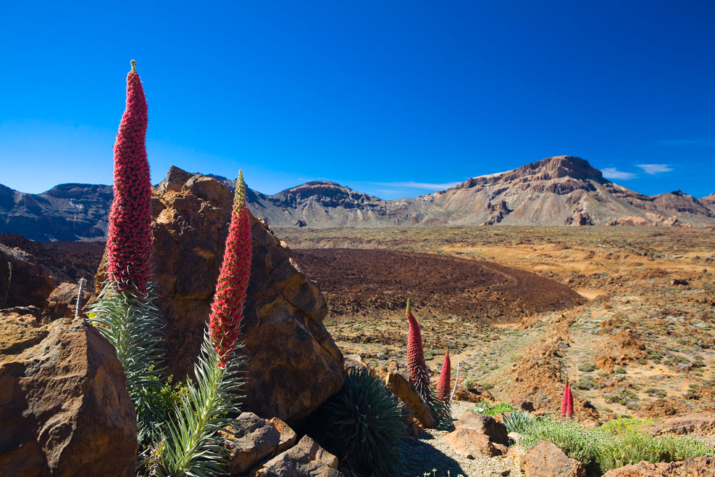 Red tajinastes in the Teide National Park, Tenerife, with mountains in the background.