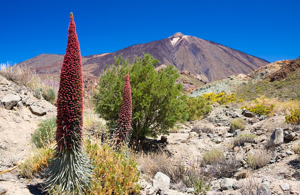Red tajinastes in bloom in the Teide National Park, Tenerife.
